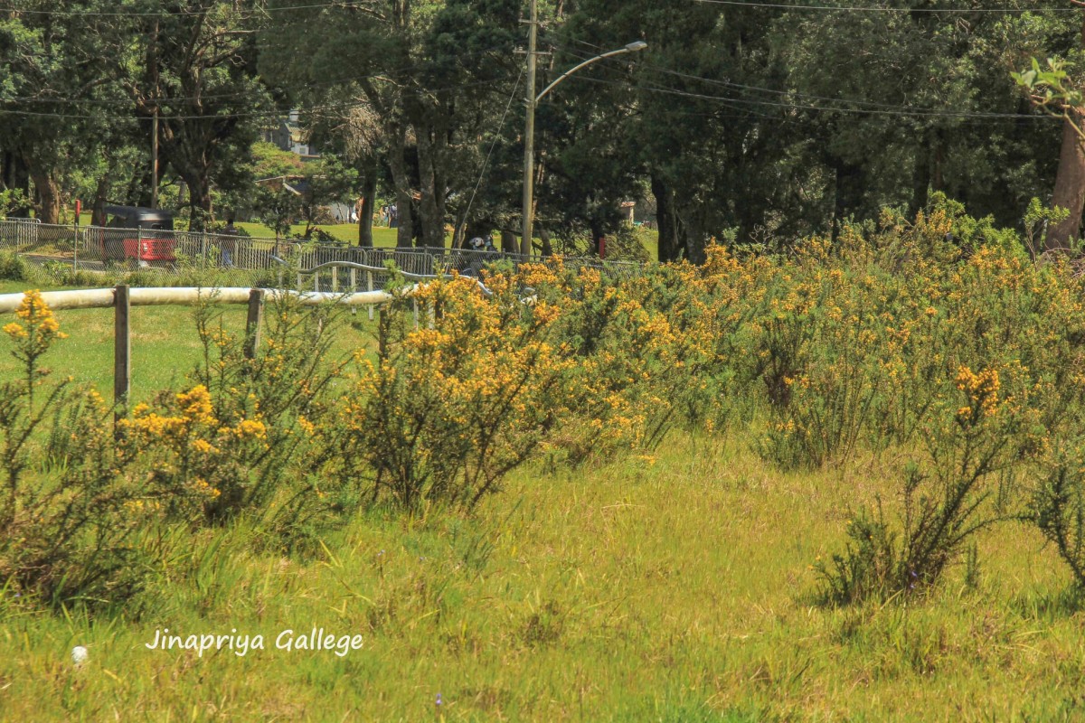 Ulex europaeus L.